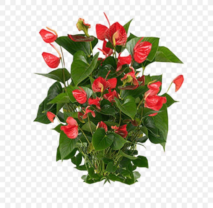 Anthurium Andraeanum Houseplant, PNG, 800x800px, Anthurium Andraeanum, Computer Graphics, Cut Flowers, Floral Design, Floristry Download Free