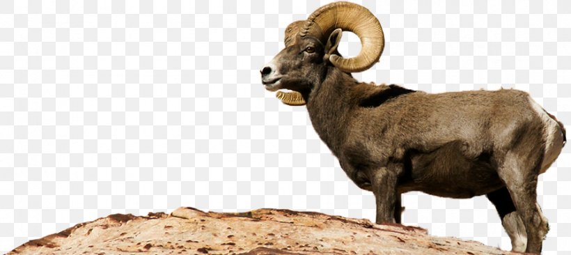 Bighorn Sheep Argali Barbary Sheep Bighorn River, PNG, 895x400px, Bighorn Sheep, Animal, Argali, Barbary Sheep, Bighorn Download Free