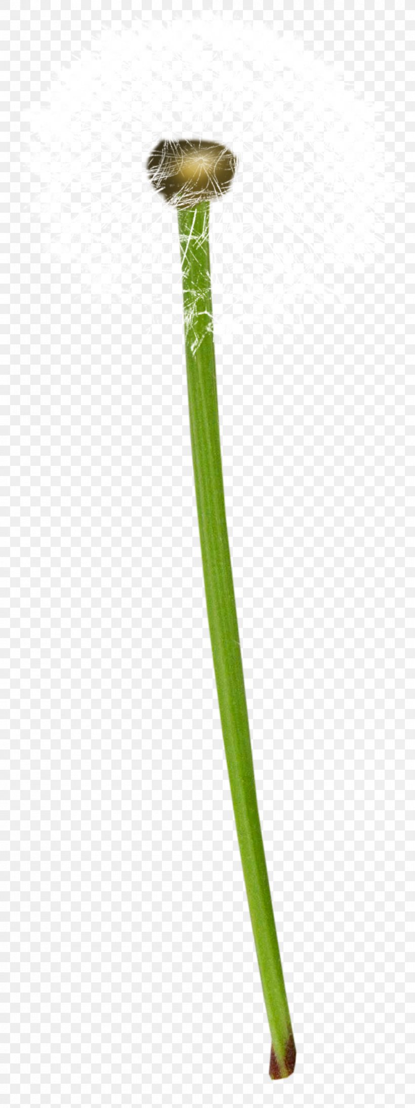 Common Dandelion Plant Euclidean Vector, PNG, 1005x2682px, Common Dandelion, Dandelion, Grass, Gratis, Herbaceous Plant Download Free