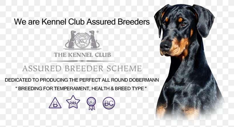 Dobermann Dog Breed I-Spy Dogs Pinscher Guard Dog, PNG, 820x445px, Dobermann, Book, Breed, Carnivoran, Dog Download Free