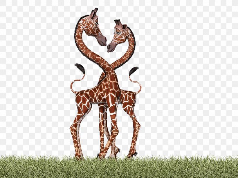 Giraffe Wildlife Giraffidae Grass Antelope, PNG, 960x720px, Giraffe, Animal Figure, Antelope, Giraffidae, Grass Download Free