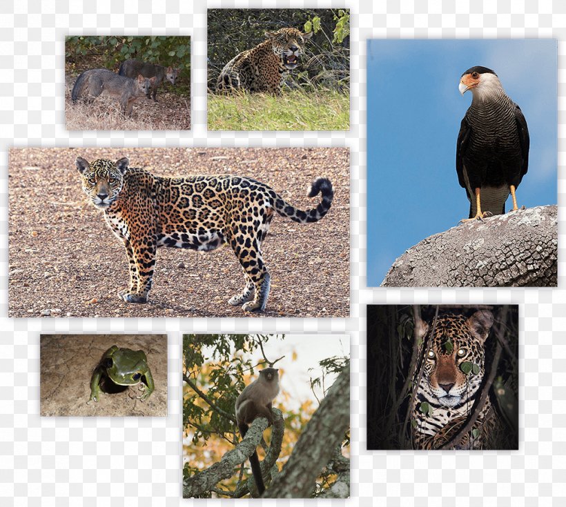 Leopard Jaguar Cheetah Wildlife Nick's Adventures Bolivia, PNG, 1006x902px, Leopard, Animal, Big Cats, Carnivoran, Cat Like Mammal Download Free