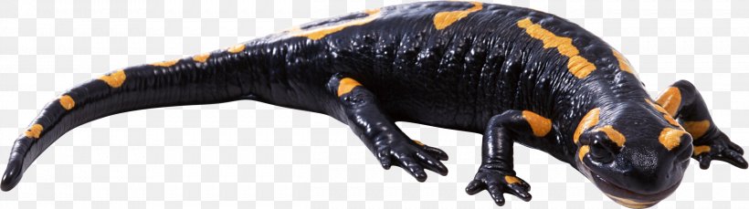 Newt Lizard Reptile Fire Salamander Common Iguanas, PNG, 2501x700px, Newt, Amphibian, Animal, Animal Figure, Common Gull Download Free