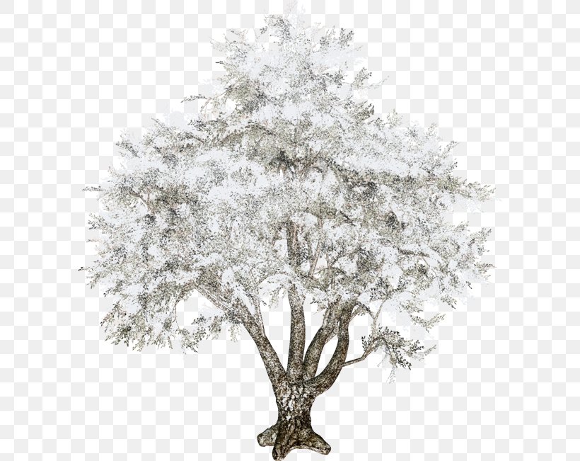Twig Tree Clip Art, PNG, 600x651px, Twig, Black And White, Branch, Christmas, Fir Download Free