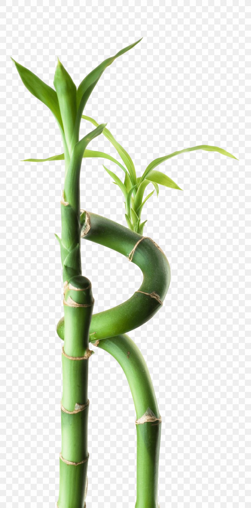 Bamboo Flowerpot, PNG, 1280x2591px, Bamboo, Flowerpot, Grass Family, Plant Stem Download Free