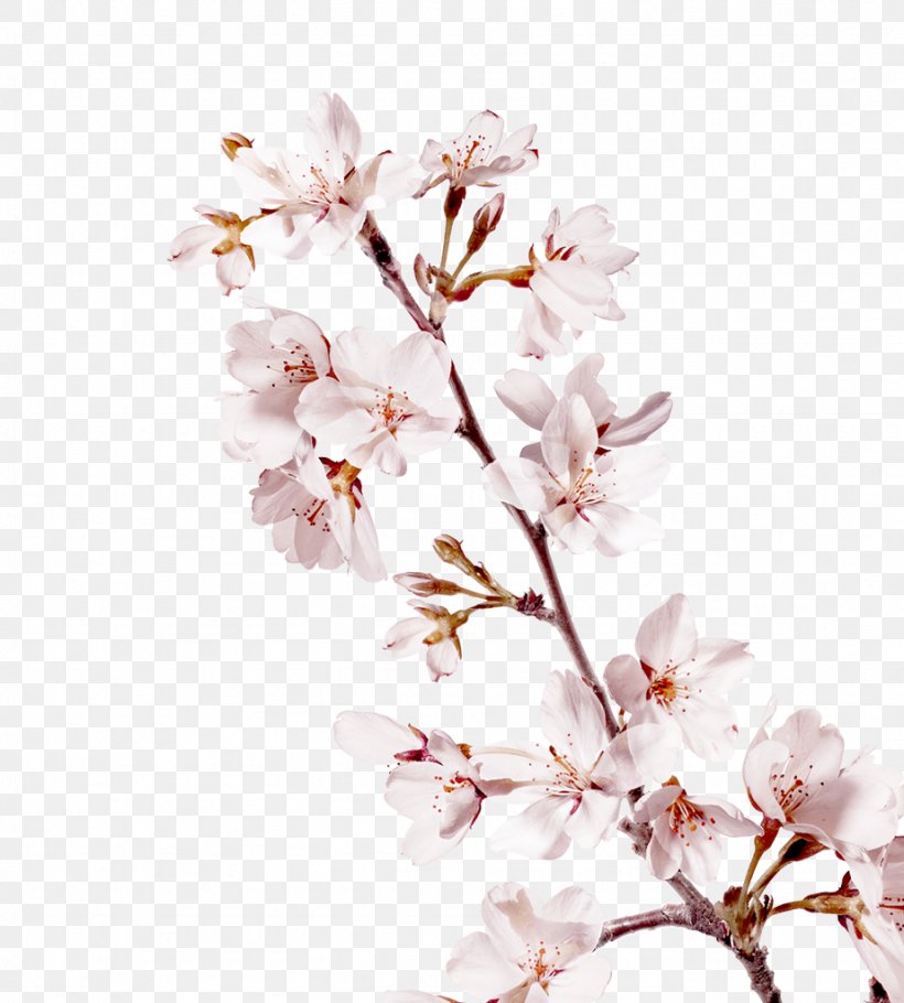 Cherry Blossom Branch Flower Petal, PNG, 922x1024px, Blossom, Beauty, Branch, Cherry Blossom, Cosmetics Download Free