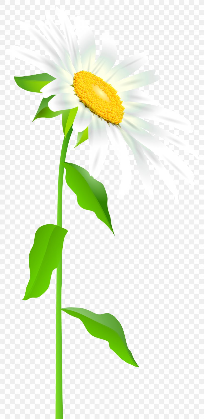 Clip Art, PNG, 3416x7000px, Common Sunflower, Animation, Daisy, Daisy Family, Dandelion Download Free