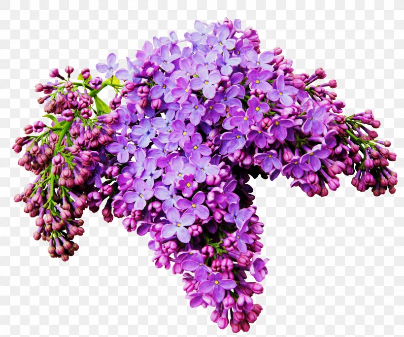 Lilac Flower Albom Clip Art, PNG, 2500x2087px, Lilac, Albom, Annual Plant, Artificial Flower, Blog Download Free