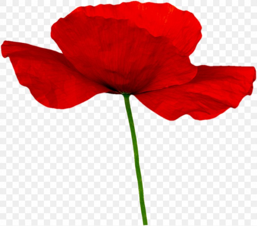 Remembrance Poppy Clip Art, PNG, 1071x942px, 2016, Poppy, Carnation, Coquelicot, Cut Flowers Download Free