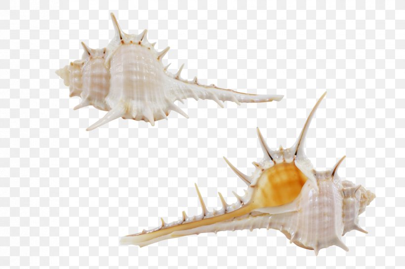 Seashell Conchology Fauna Fish, PNG, 1650x1100px, Seashell, Conch, Conchology, Fauna, Fish Download Free