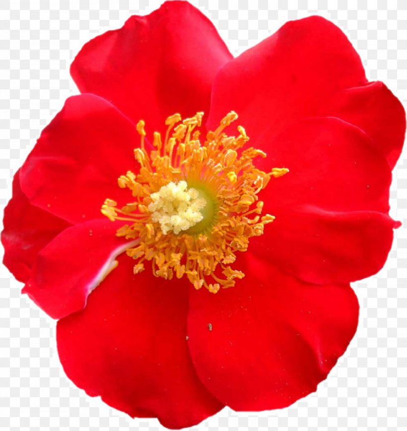 Thumbnail Cut Flowers Rose, PNG, 1476x1564px, Thumbnail, Annual Plant, Camellia, Cut Flowers, Data Download Free