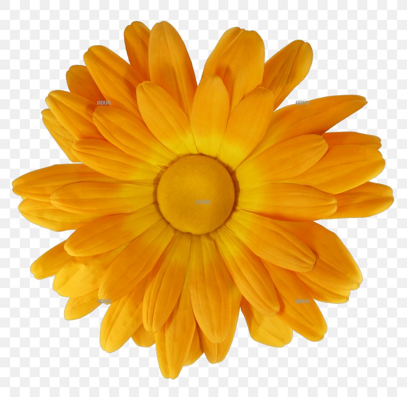 Aduo Chrysanthemum Common Daisy Flower Petal, PNG, 800x800px, Aduo, Calendula, Chrysanthemum, Chrysanths, Common Daisy Download Free