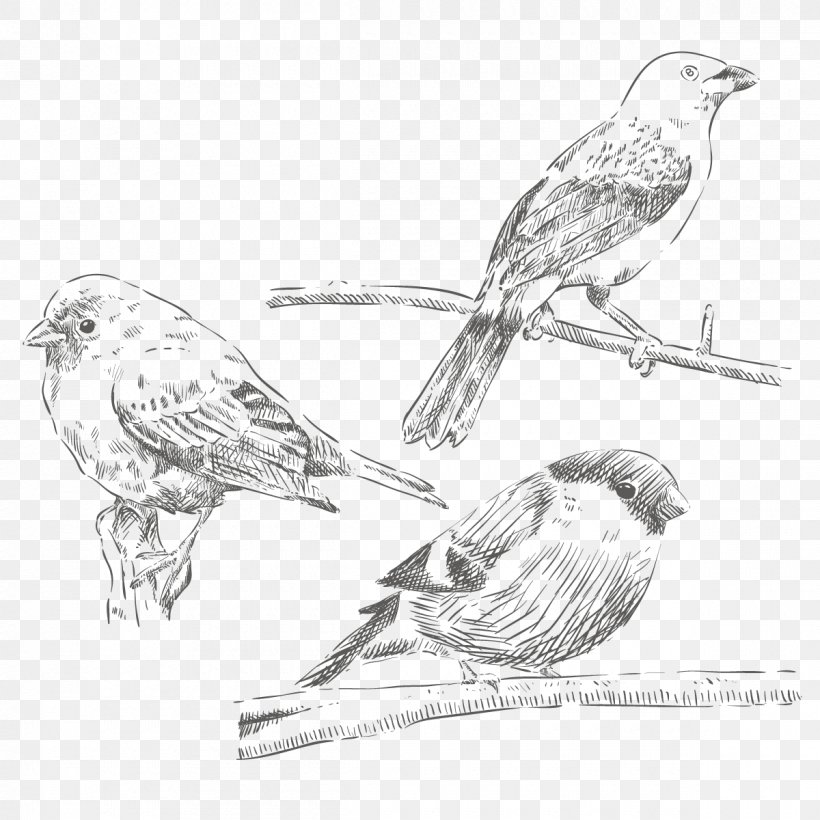 House Sparrow Bird Drawing, PNG, 1200x1200px, Sparrow, Art, Beak, Bird, Bird Of Prey Download Free