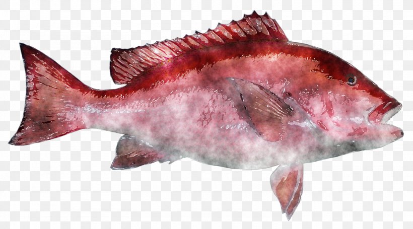 Northern Red Snapper Fish Products Salmon Clip Art, PNG, 1566x869px, Northern Red Snapper, Fauna, Fish, Fish Products, Fishing Download Free
