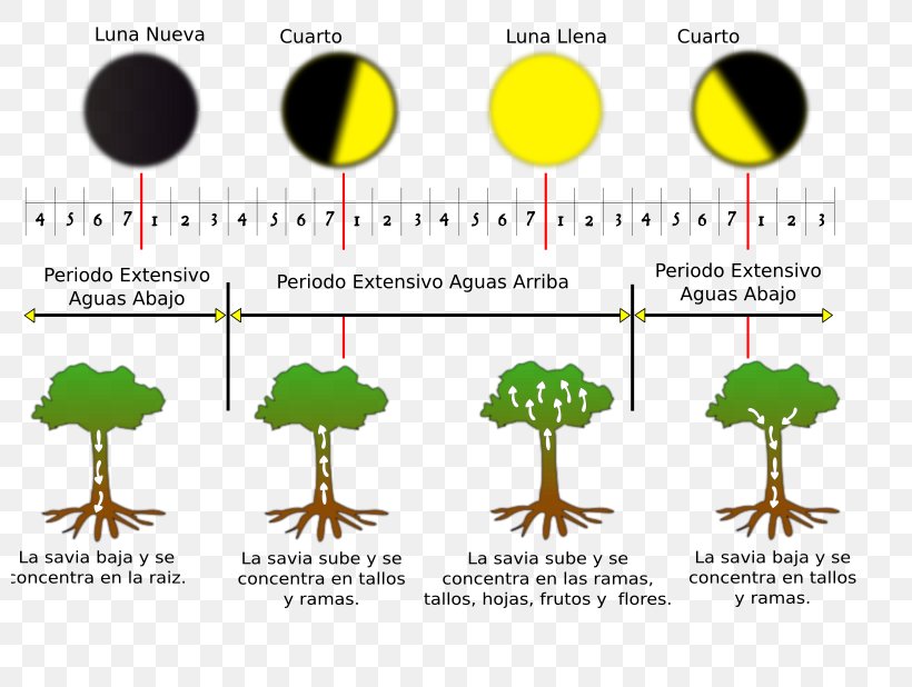 Southern Hemisphere Lunar Phase Lunar Calendar Moon, PNG, 800x618px, 2017, 2018, Southern Hemisphere, Almanac, Calendar Download Free