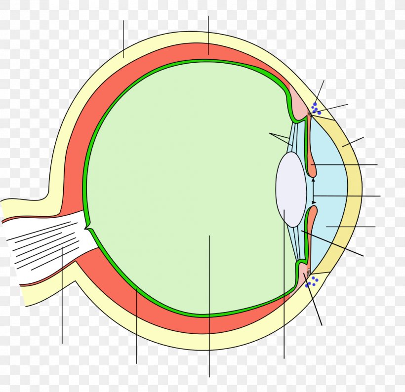 Human Eye Iris Pupil Ciliary Body, PNG, 1057x1024px, Watercolor, Cartoon, Flower, Frame, Heart Download Free