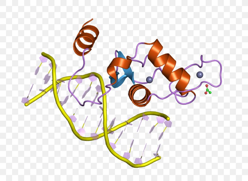 Liver Receptor Homolog-1 Steroidogenic Factor 1 Gene Transcription Factor Nuclear Receptor, PNG, 800x600px, Watercolor, Cartoon, Flower, Frame, Heart Download Free