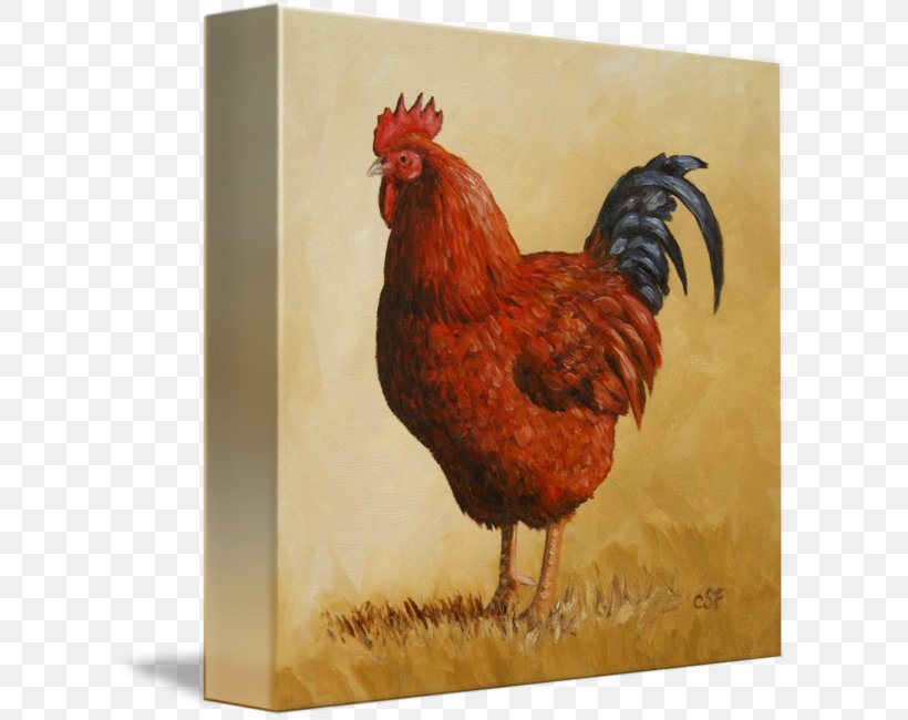 Rooster Rhode Island Red Paper Zazzle, PNG, 606x650px, Rooster, Azulejo, Bag, Beak, Bird Download Free