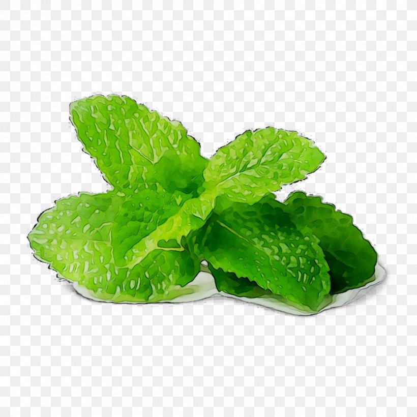 VietGAP Weight Loss Fife Dieting, PNG, 990x990px, Weight Loss, Annual Plant, Apple Mint, Basil, Calorie Download Free