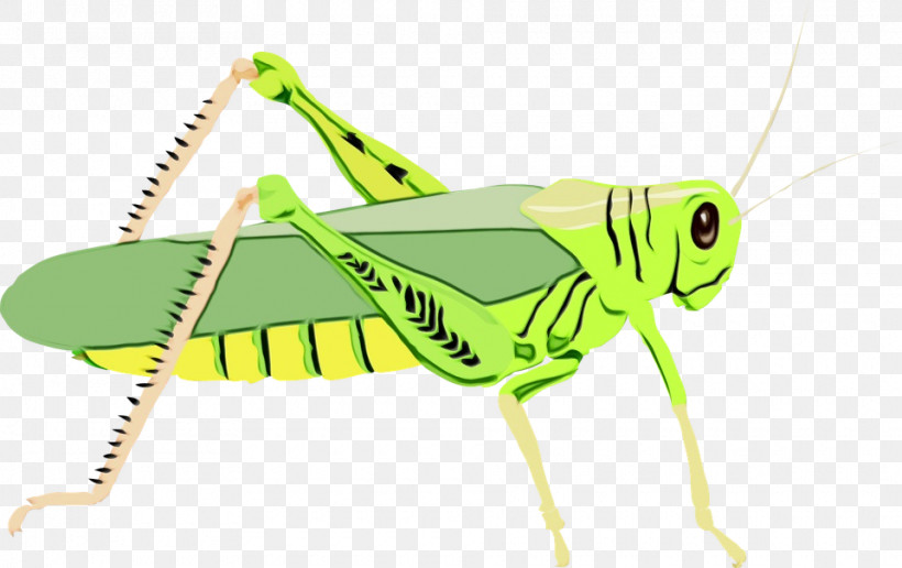 Grasshopper Insect Locust Cricket Icon, PNG, 960x605px, Watercolor, Cartoon, Cricket, Grasshopper, Insect Download Free