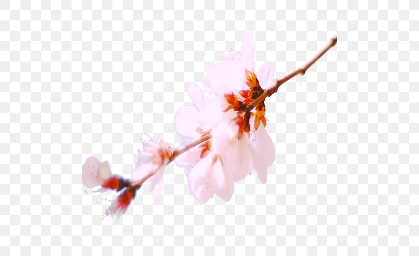 Blossom Download Computer File, PNG, 500x500px, Blossom, Branch, Cherry Blossom, Designer, Flower Download Free