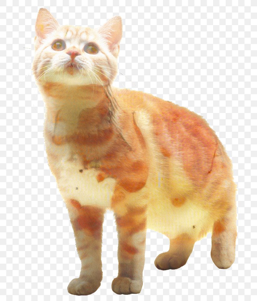 Cat Clip Art Transparency Image, PNG, 748x959px, Cat, American Bobtail, American Curl, American Shorthair, American Wirehair Download Free