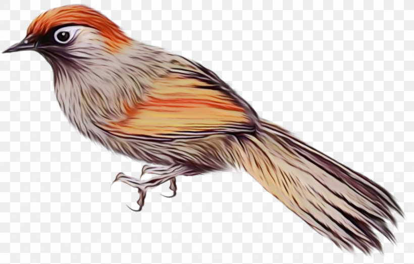 Feather, PNG, 1427x909px, Watercolor, Beak, Cuckoos, Cuculiformes, Feather Download Free