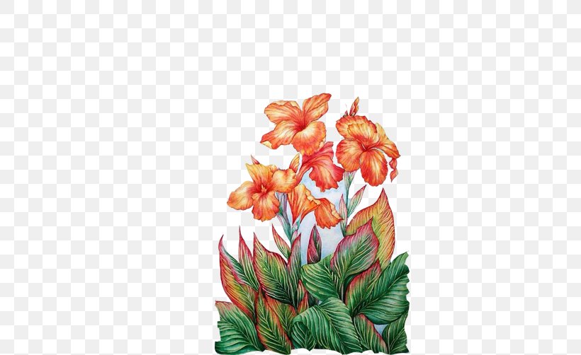 Floral Design Watercolor Painting Drawing Flower, PNG, 502x502px, Celosia Cristata, Art, Canna Family, Canna Lily, Cut Flowers Download Free