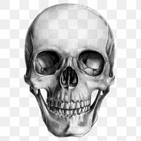 Skull - Human Skull Drawing Anatomy PNG