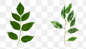 Hojas - Naver Blog Leaf Plant Stem PNG