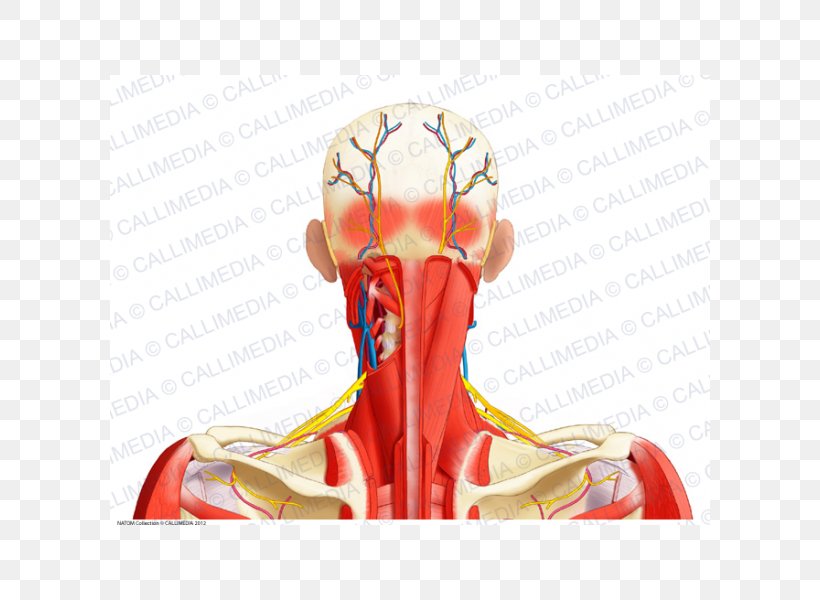 Posterior Triangle Of The Neck Human Body Ray-Ban Muscular System, PNG, 600x600px, Watercolor, Cartoon, Flower, Frame, Heart Download Free