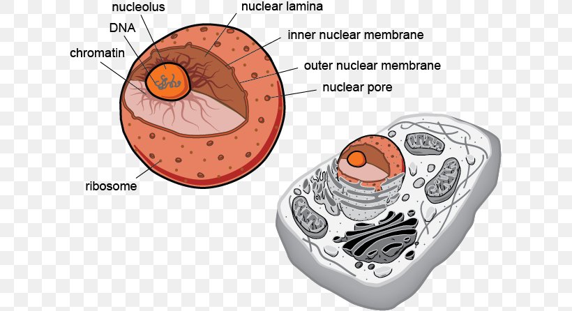 Prokaryote Eukaryote Cell Flagellum Biology, PNG, 619x446px, Watercolor, Cartoon, Flower, Frame, Heart Download Free