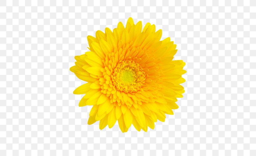 Flower Bouquet Cut Flowers Yellow IStock, PNG, 500x500px, Flower, Asterales, Barberton Daisy, Chrysanths, Cut Flowers Download Free