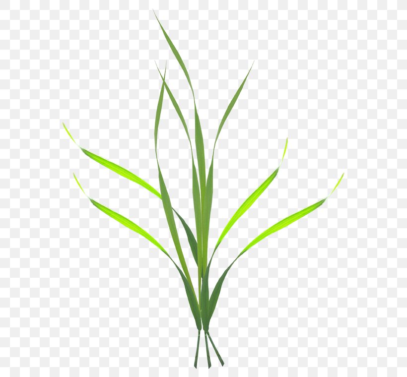 Grass Clip Art, PNG, 660x760px, Grass, Branch, Commodity, Computer Font, Grass Creative Download Free
