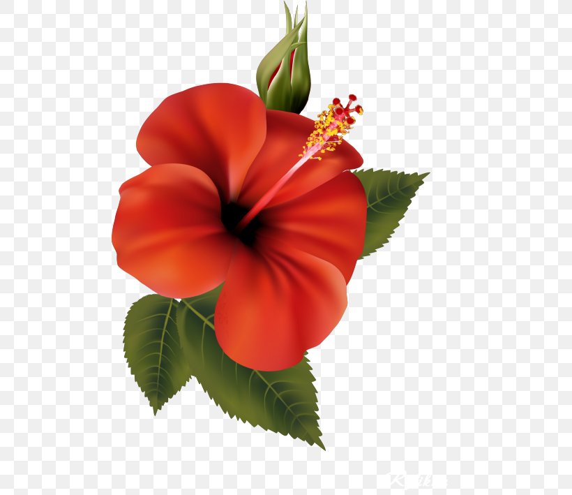 Shoeblackplant Flower Clip Art, PNG, 500x709px, Shoeblackplant, Annual Plant, China Rose, Chinese Hibiscus, Cut Flowers Download Free