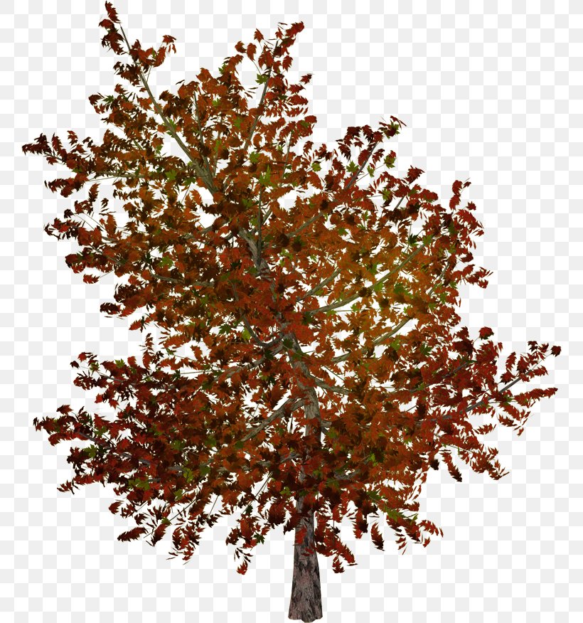 Twig Tree Shrub, PNG, 760x876px, Twig, Autumn, Branch, Document, Information Download Free