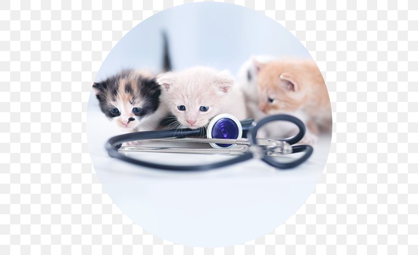 Cat Kitten Veterinarian Clinique Vétérinaire Pet, PNG, 500x500px, Cat, Animal Shelter, Carnivoran, Cat Health, Cat Like Mammal Download Free