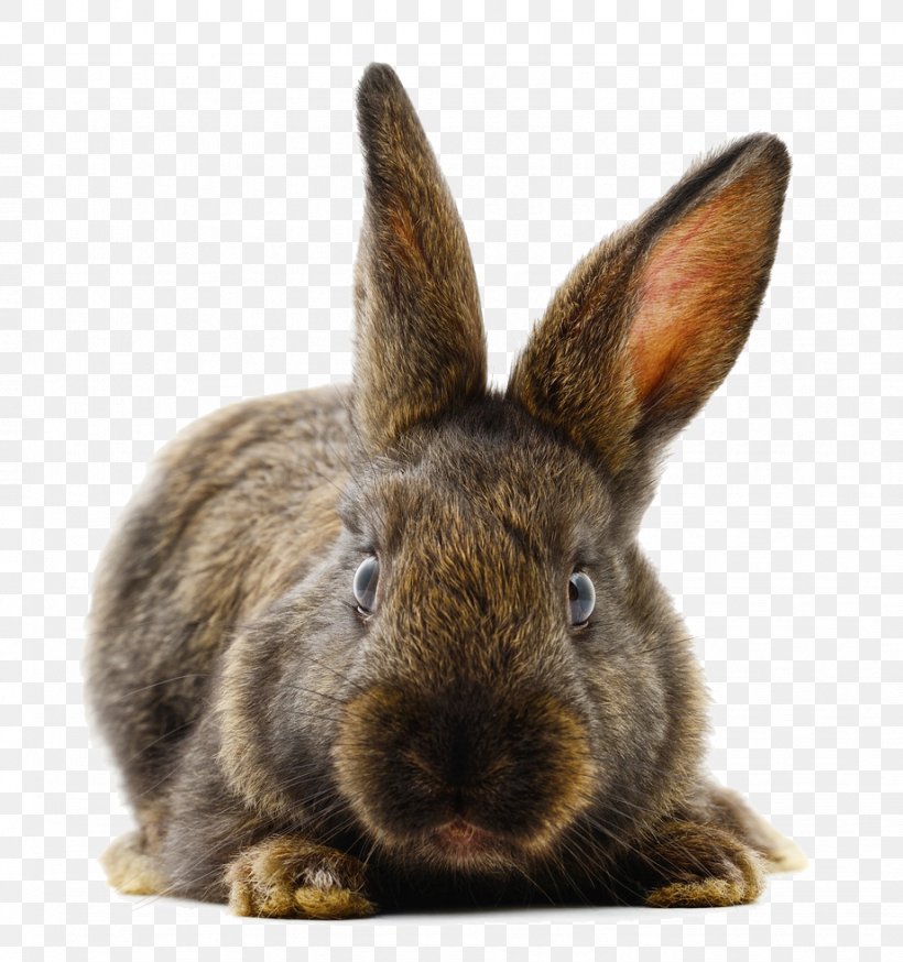 Domestic Rabbit Muroidea Animal, PNG, 921x982px, Domestic Rabbit, Animal, Cuteness, Fauna, Fur Download Free