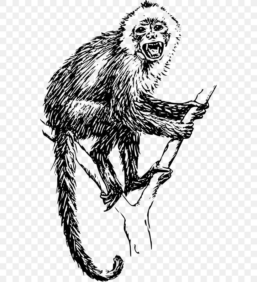 White-headed Capuchin Tufted Capuchin Drawing Monkey Clip Art, PNG, 563x900px, Whiteheaded Capuchin, Art, Big Cats, Black And White, Capuchin Monkey Download Free
