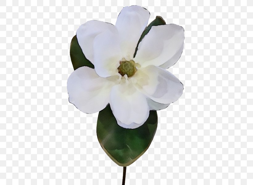 Artificial Flower, PNG, 800x600px, Watercolor, Artificial Flower, Flower, Impatiens, Magnolia Download Free