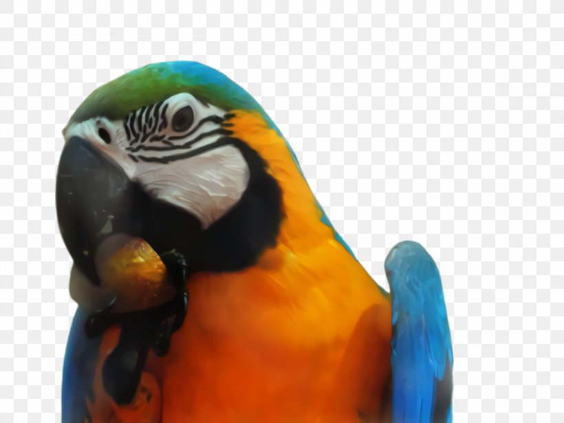 Colorful Background, PNG, 2308x1732px, Parrot, Beak, Bird, Closeup, Colorful Download Free