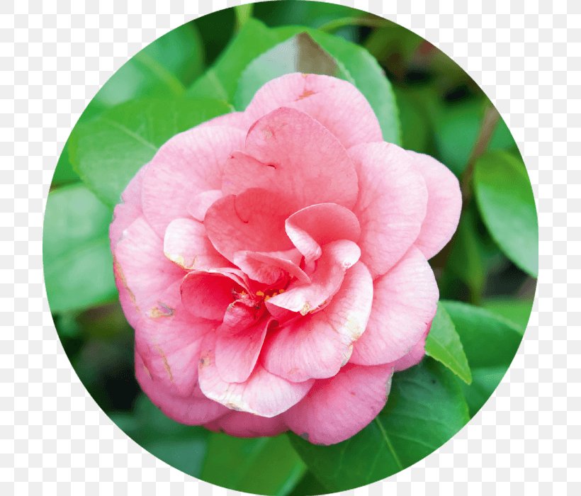 Japanese Camellia Tea Seed Oil Sasanqua Camellia Skin Mango, PNG, 700x700px, Japanese Camellia, Camellia, Camellia Sasanqua, Ericales, Flower Download Free