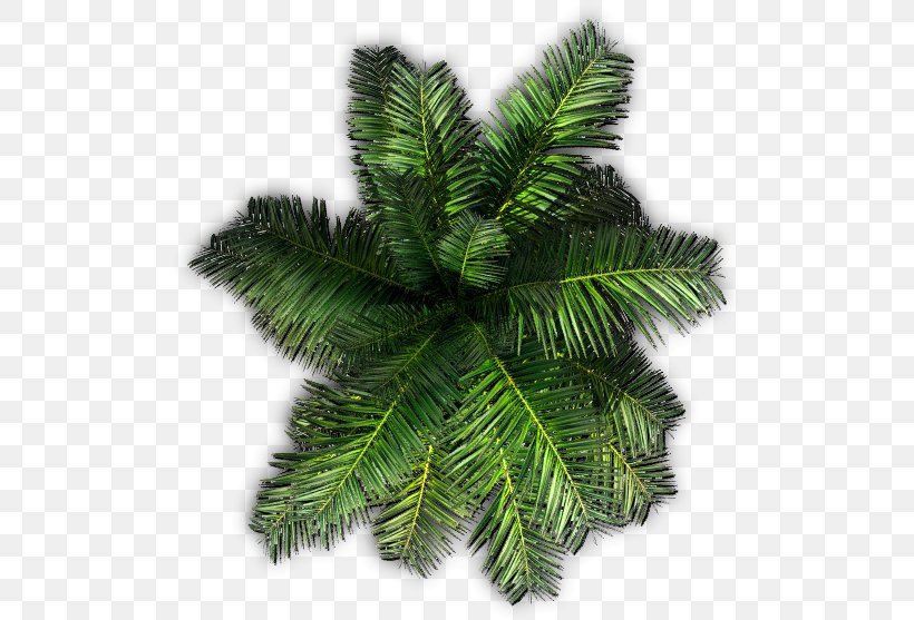 Saribus Rotundifolius Palm Trees Clip Art, PNG, 515x557px, Saribus Rotundifolius, American Larch, Areca Palm, Balsam Fir, Branch Download Free