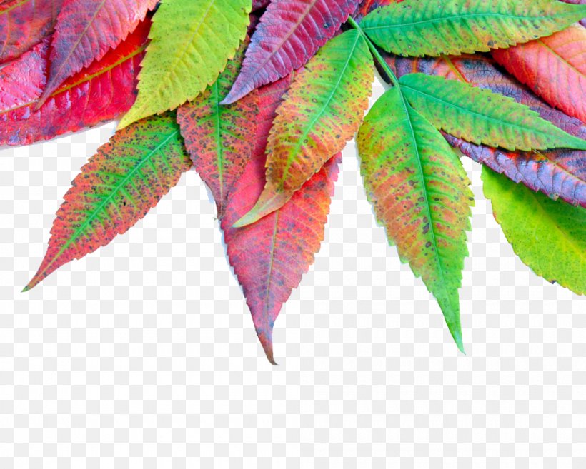 Autumn Leaf Color Autumn Leaf Color Maple Leaf, PNG, 1000x802px, Leaf, Autumn, Autumn Leaf Color, Deciduous, Maple Download Free