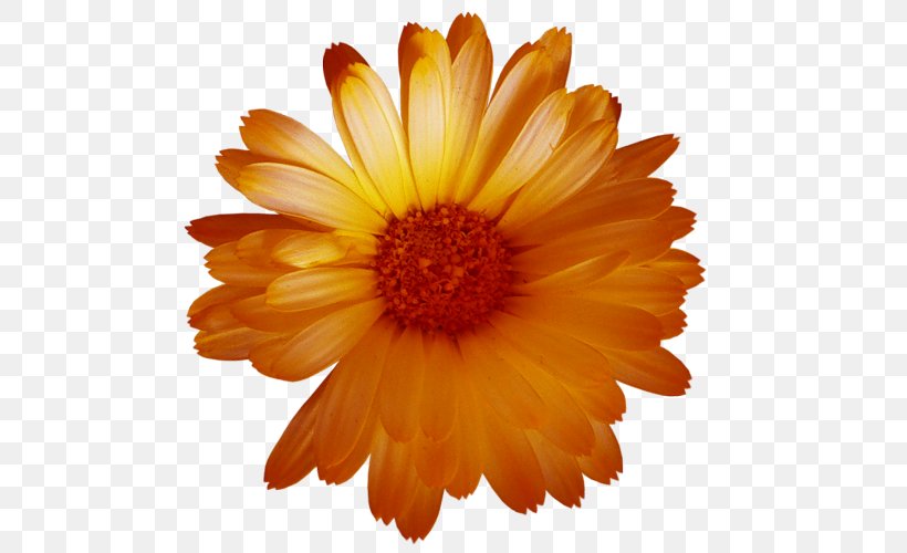 Flower Petal Clip Art, PNG, 500x500px, Flower, Annual Plant, Astrological Sign, Calendula, Chrysanthemum Download Free