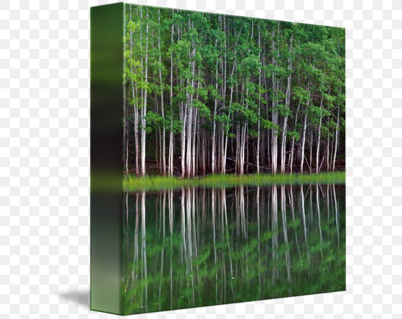 Gallery Wrap Canvas Panorama Art Lakeshore Equipment Company Inc, PNG, 606x650px, Gallery Wrap, Art, Bamboo, Bayou, Biome Download Free