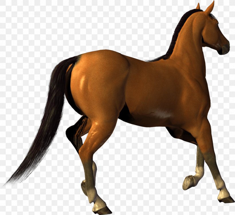 Horse Clip Art, PNG, 997x915px, Mustang, Bridle, Canter And Gallop, Colt, English Riding Download Free