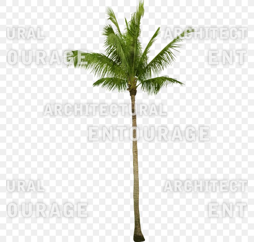 Asian Palmyra Palm Oil Palms Coconut Date Palm Flowerpot, PNG, 780x780px, Asian Palmyra Palm, Arecaceae, Arecales, Borassus, Borassus Flabellifer Download Free