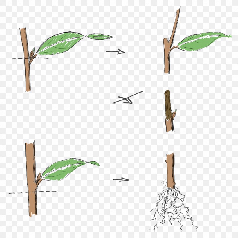Twig Cutting Pruning Bonsai Plant, PNG, 1024x1024px, Twig, Bonsai, Branch, Cloning, Cutting Download Free