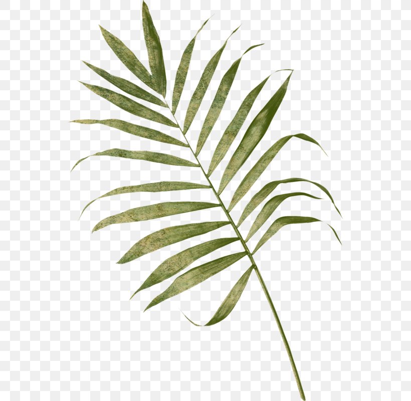 Arecaceae Frond Leaf Palm Branch Fern, PNG, 550x800px, Arecaceae, Arecales, Branch, Embryophyta, Fern Download Free